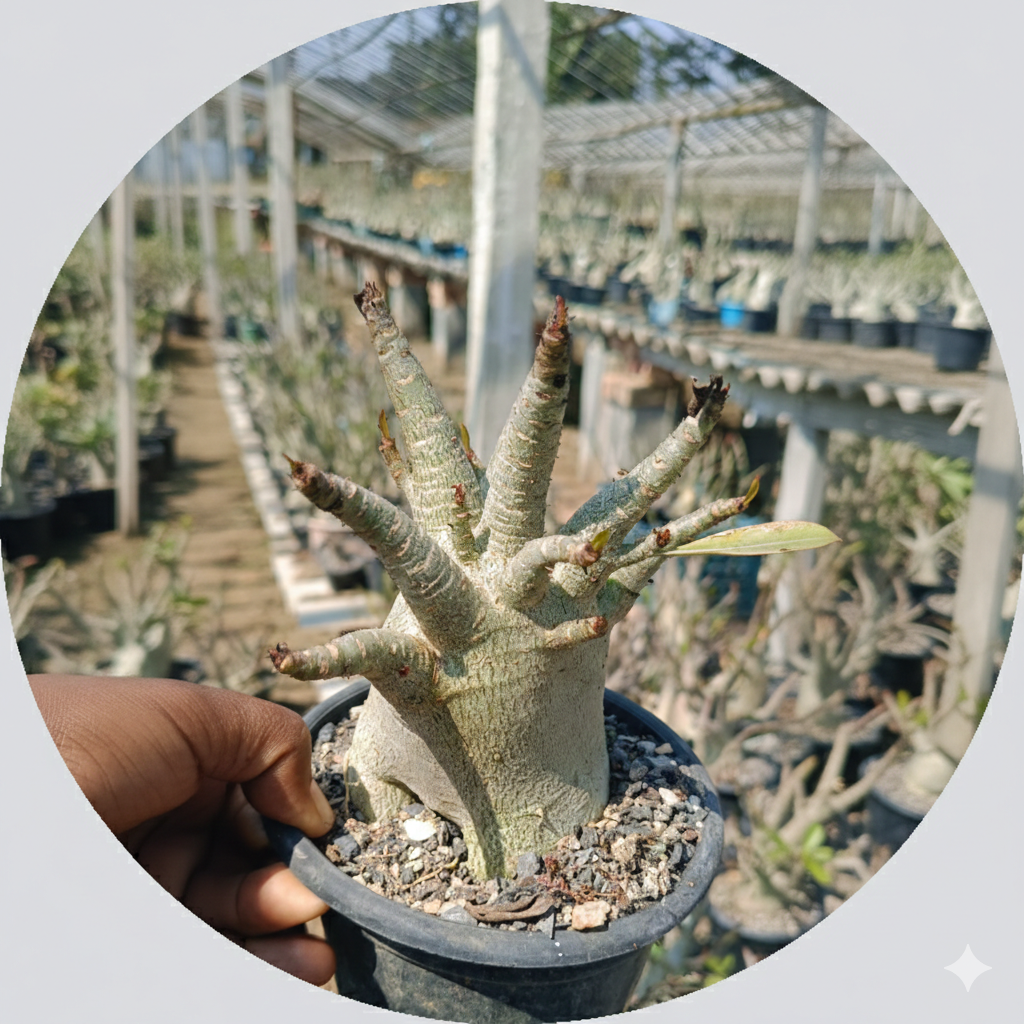 Adenium Arabicum
