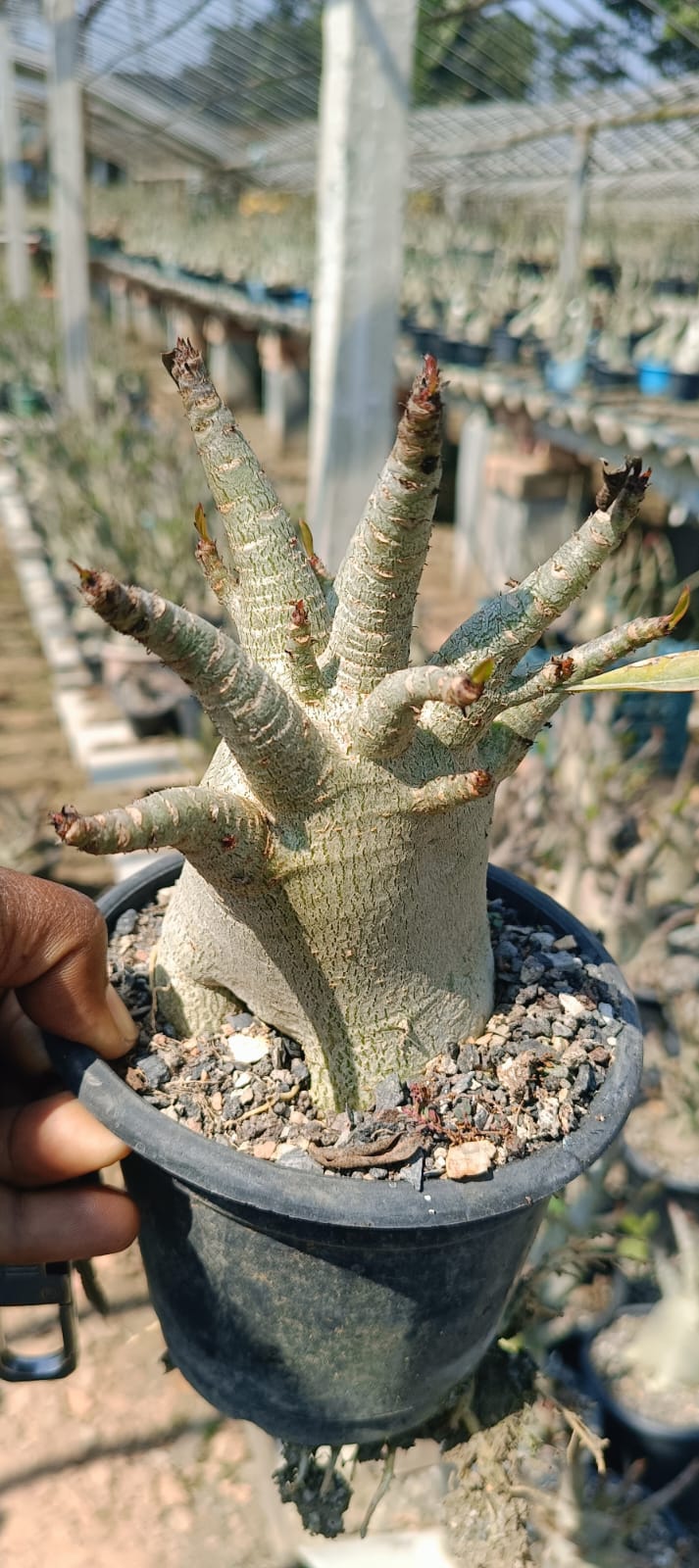 Adenium Arabicum