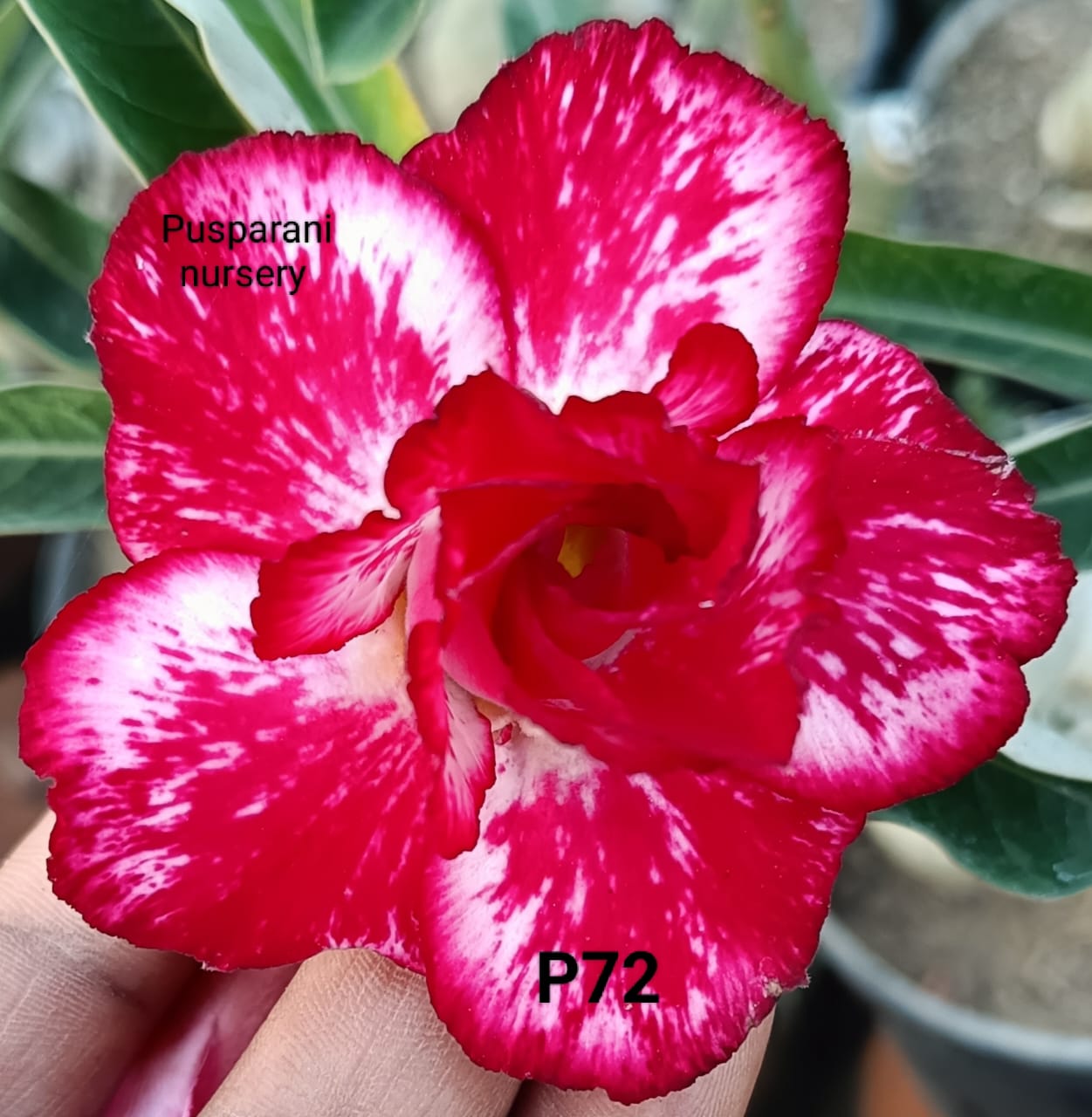 Adenium