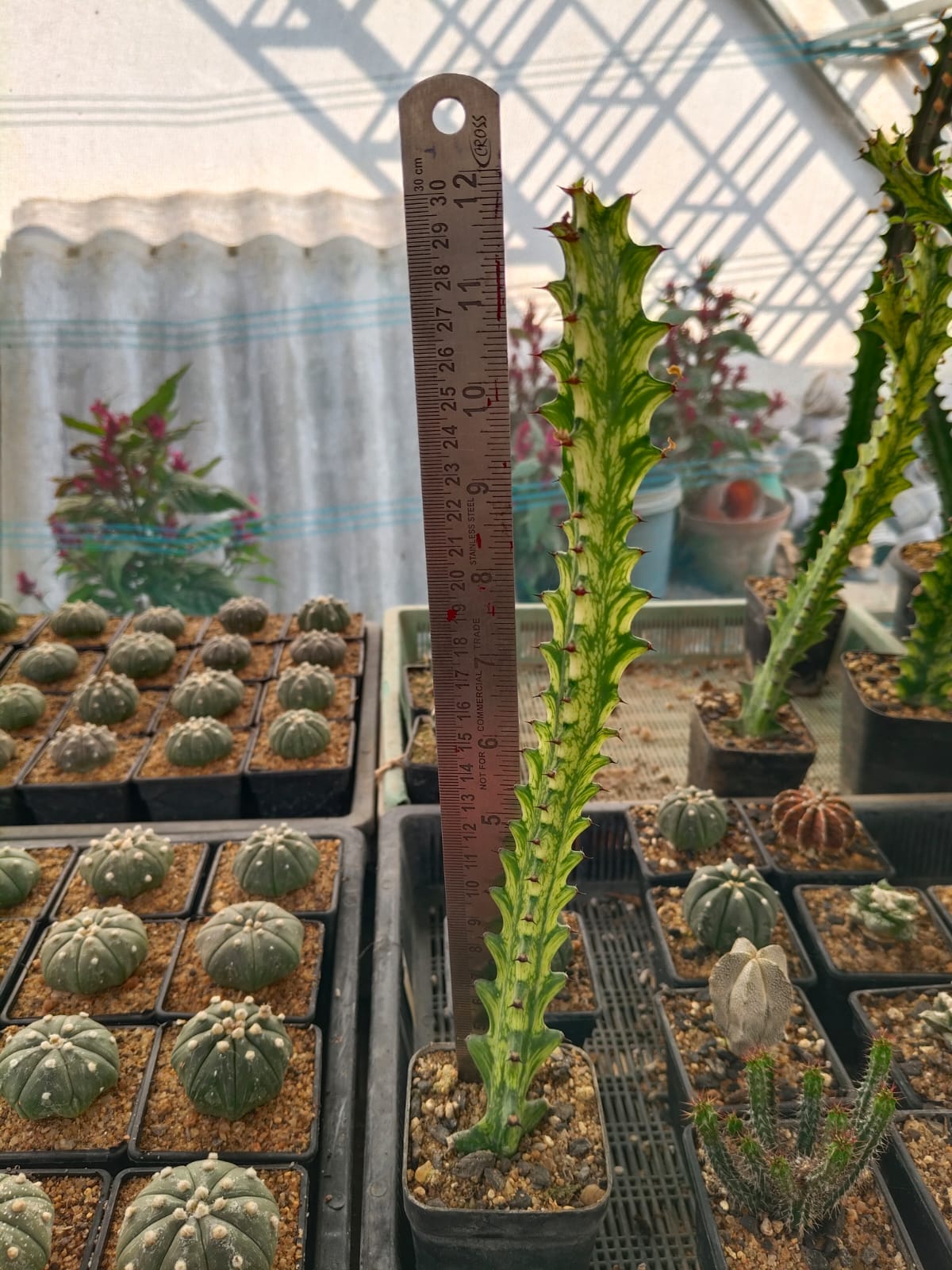 Euphorbia trigona 