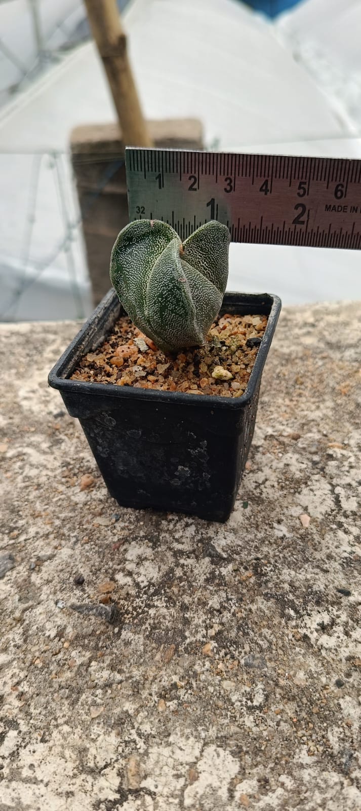 Myriostigma Tricostatum