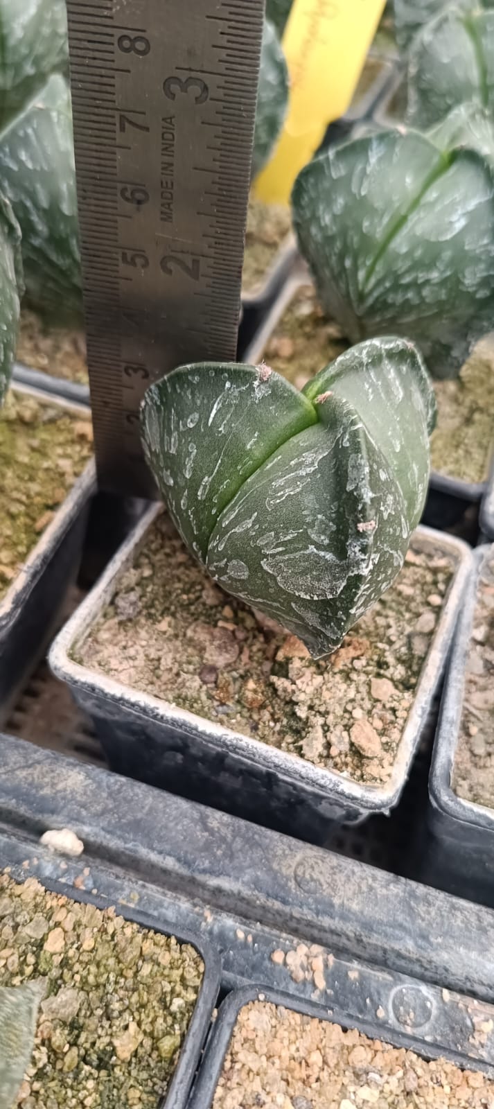 Astrophytum tricostatum nudum