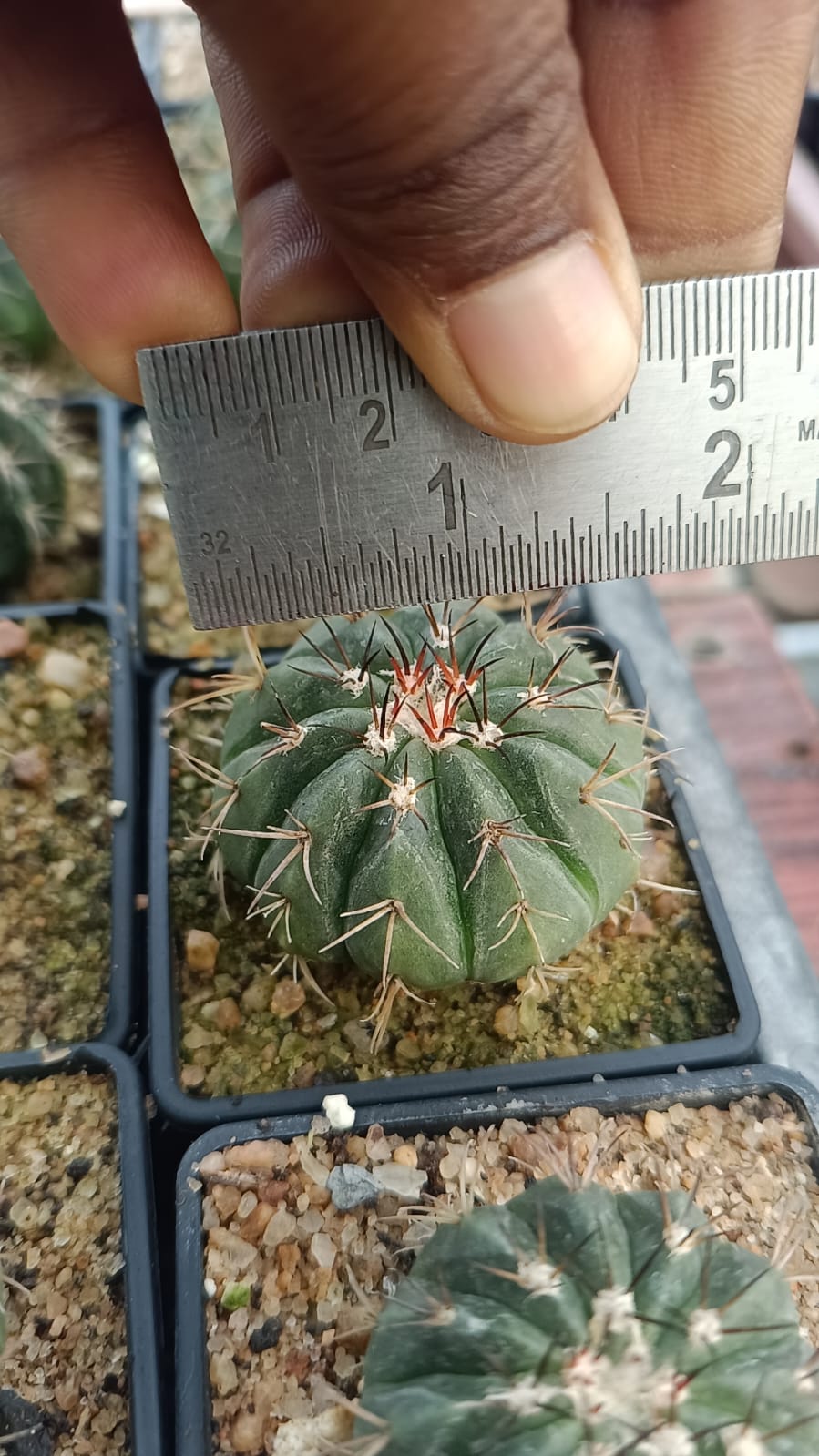 Melocactus  "white cap"