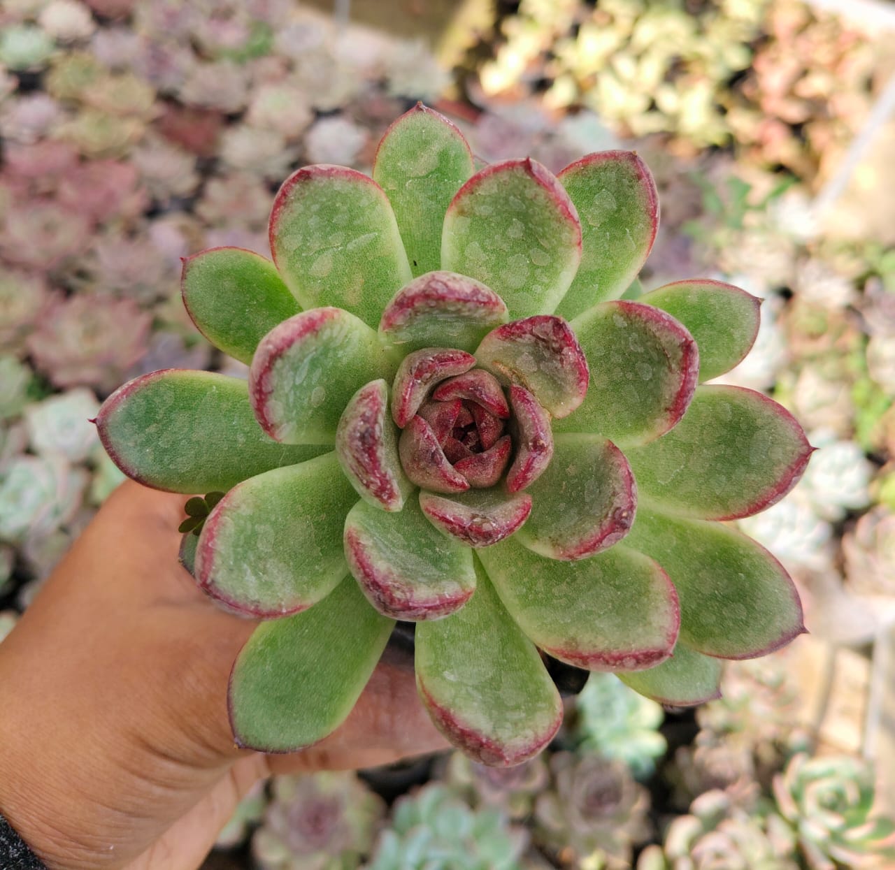 Echeveria agavoides 