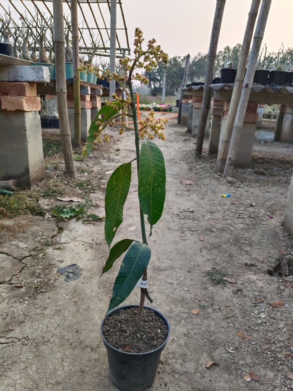 Banana mango (2-2.5 feet)