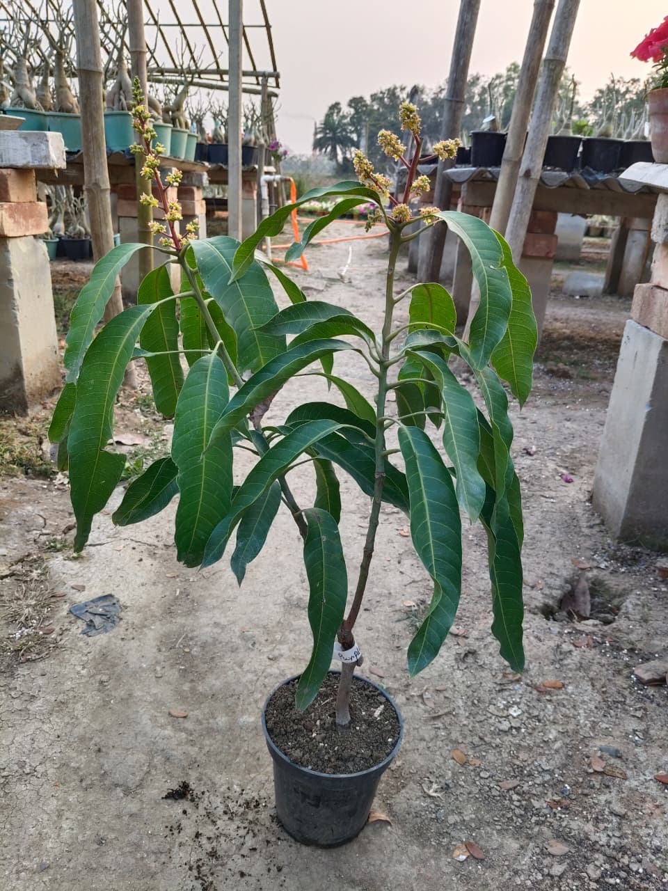 Purple mango (2-2.5 feet)