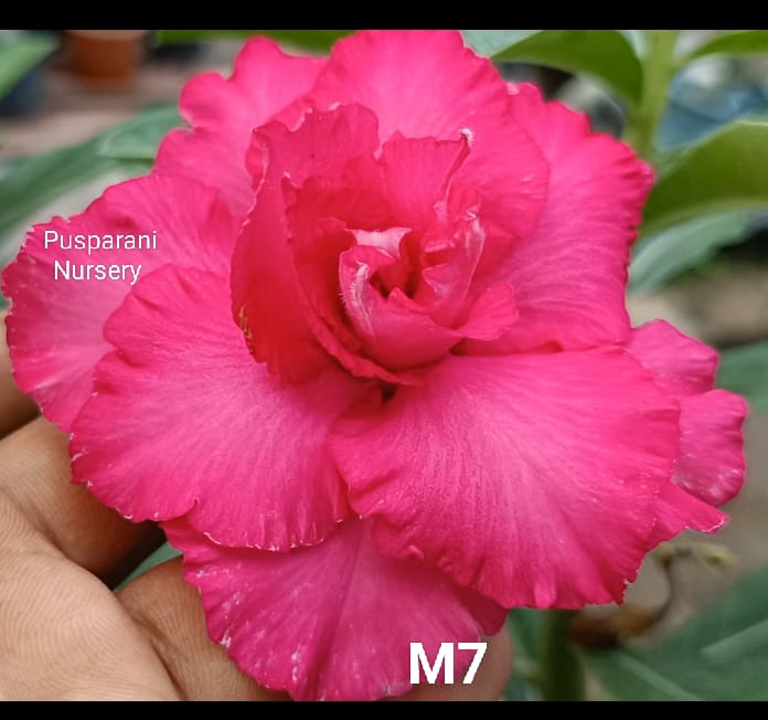 Adenium