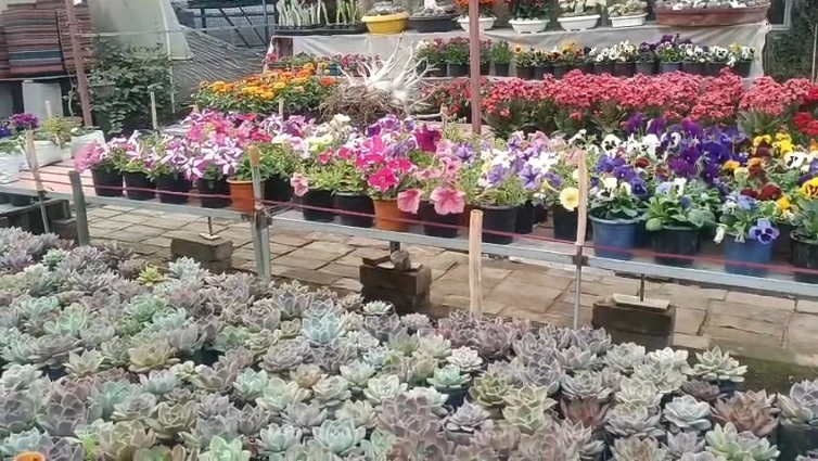 Exotic Cactus collection at Pusparani Nursery