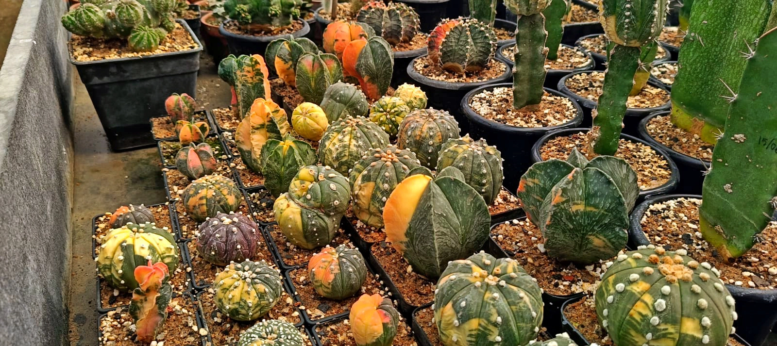 Premium adenium varieties in Balagarh