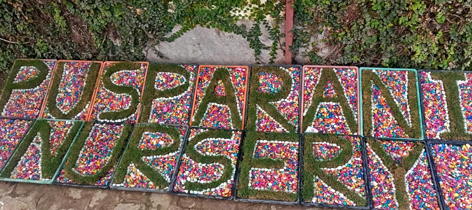 Adenium bonsai style plants At Jirat,Balagarh Hooghly,West bengal