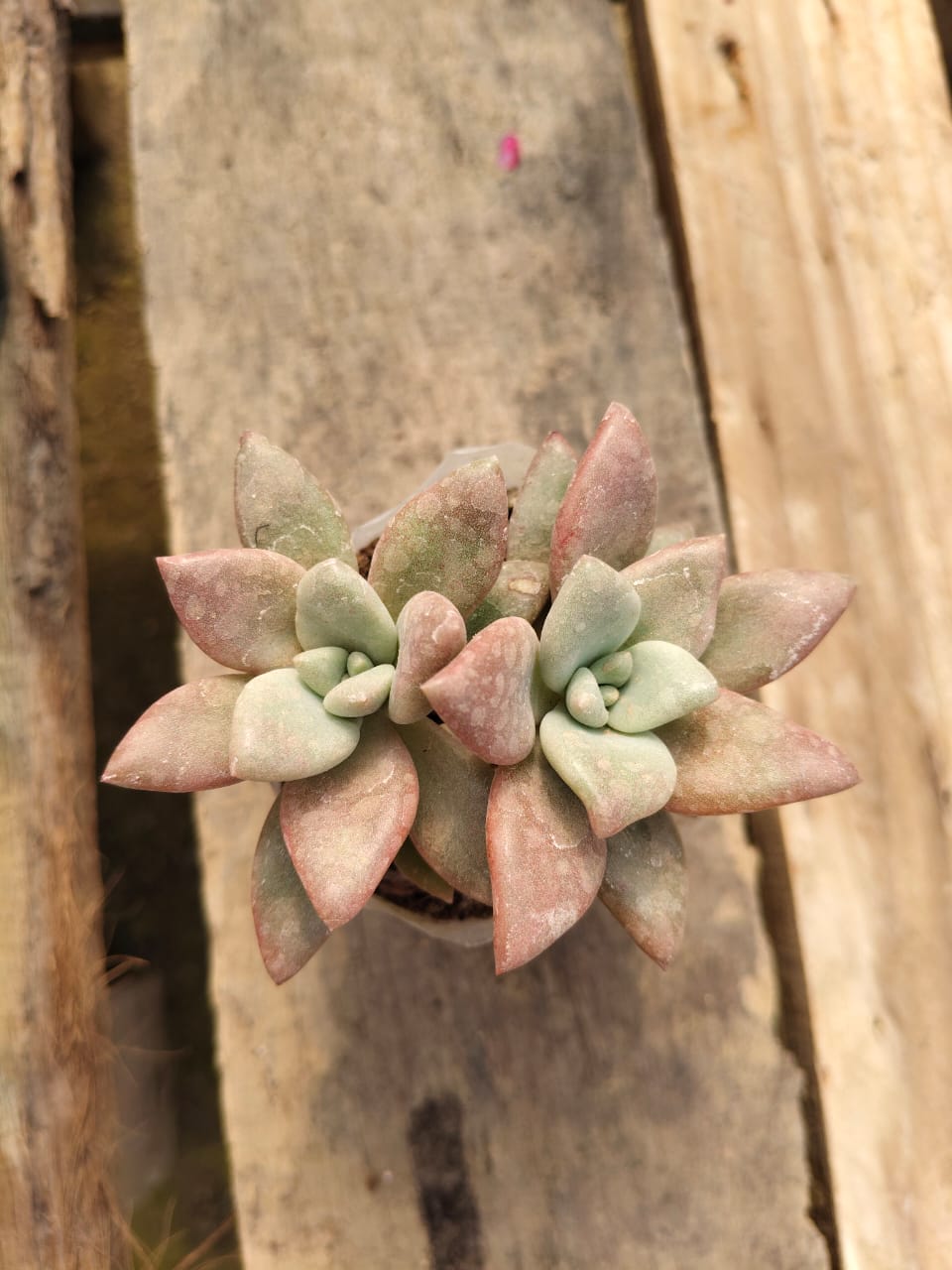 Graptoveria 