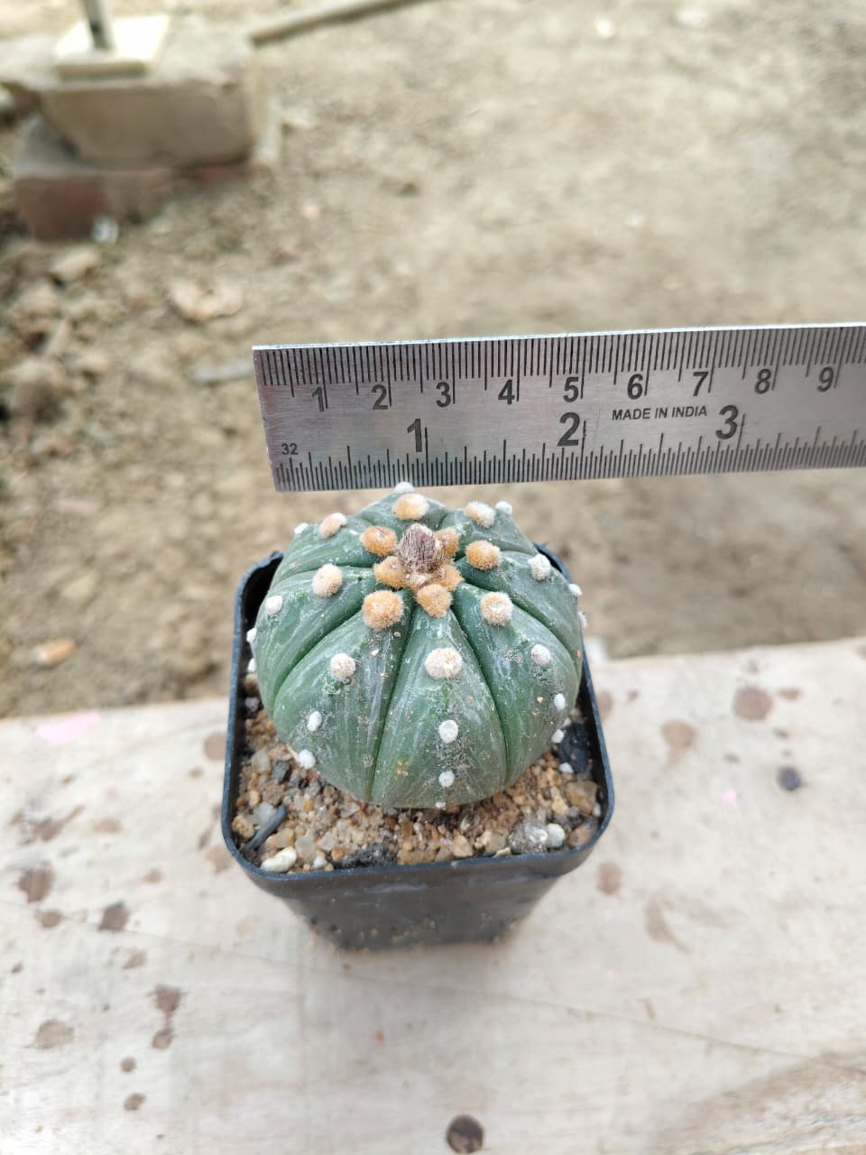 Astrophytum asteris