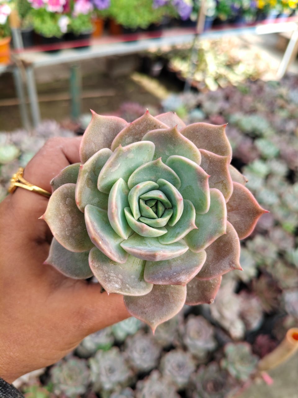 Echeveria elegans