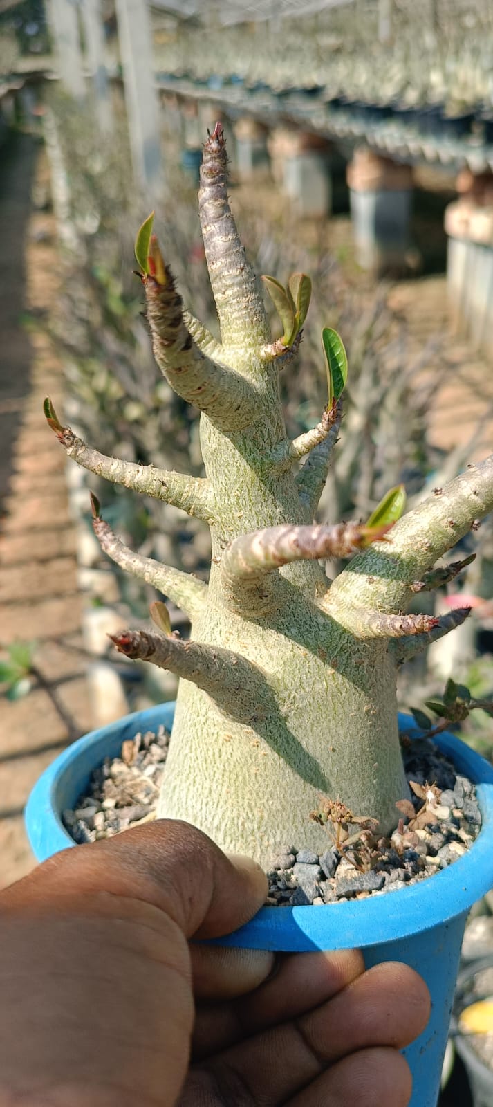 Adenium Arabicum