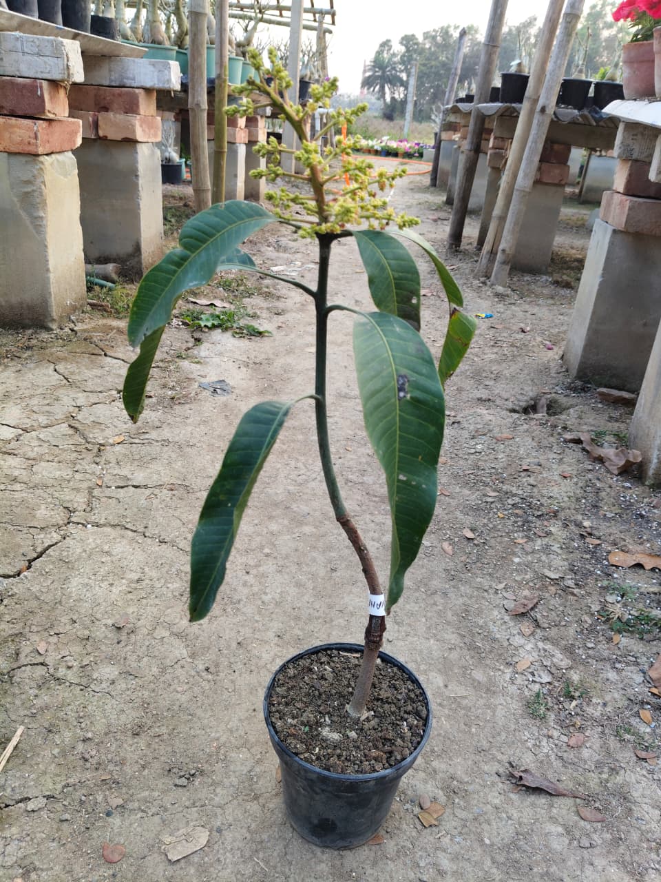 Banana mango (2-2.5 feet)