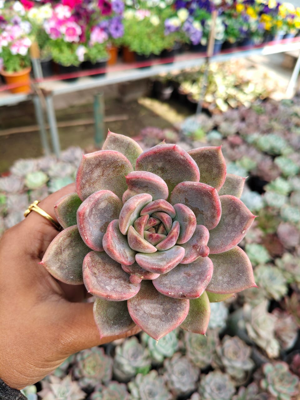 Echeveria clindy