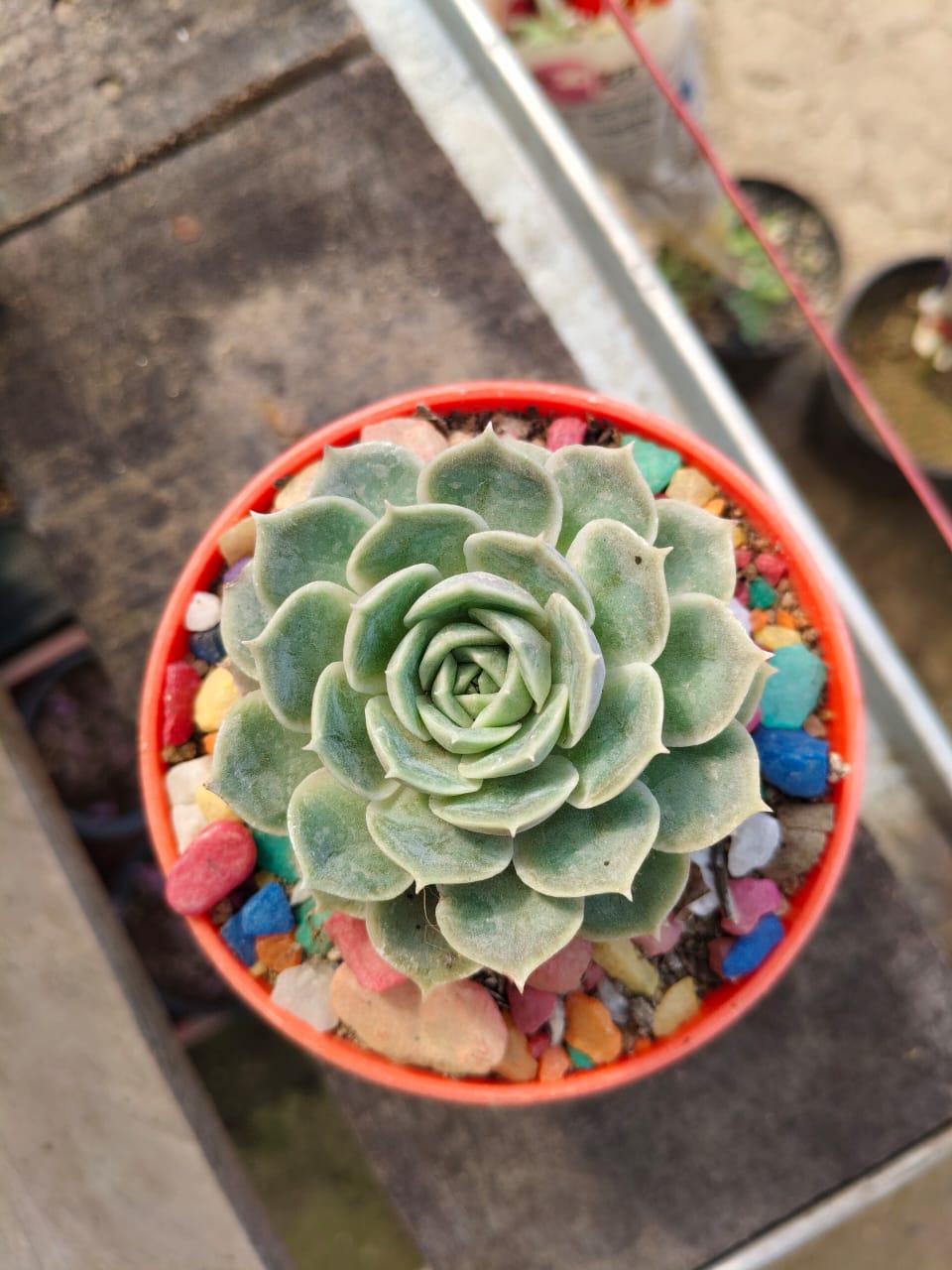 Echeveria 