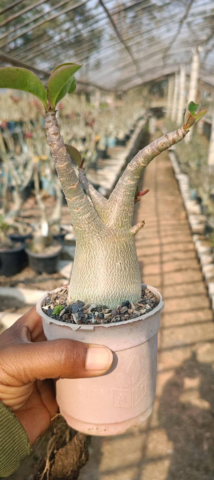 Adenium Arabicum