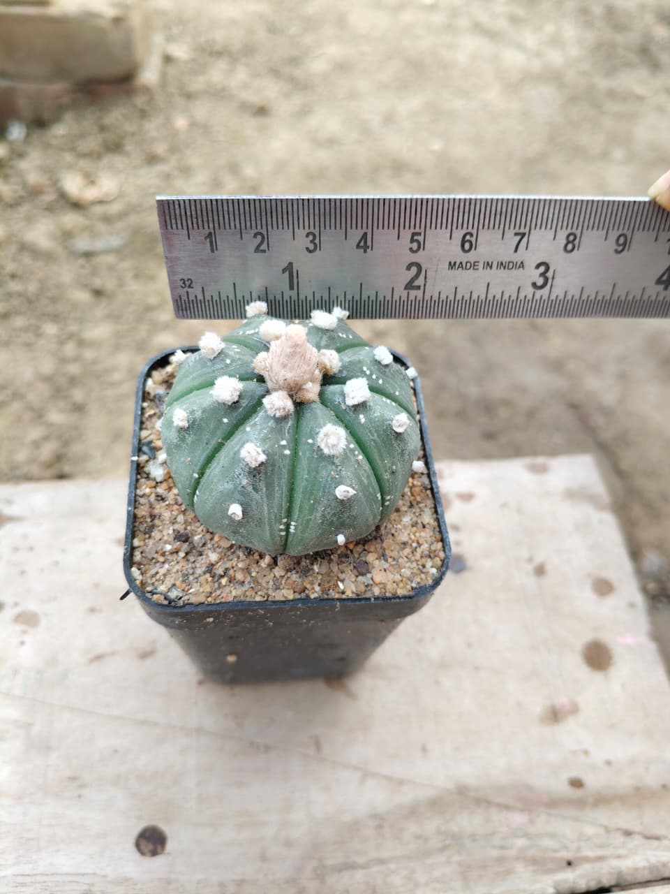 Astrophytum asteris