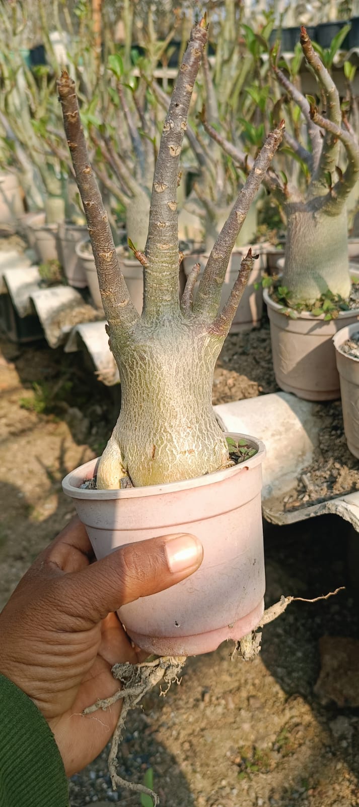 Adenium Arabicum