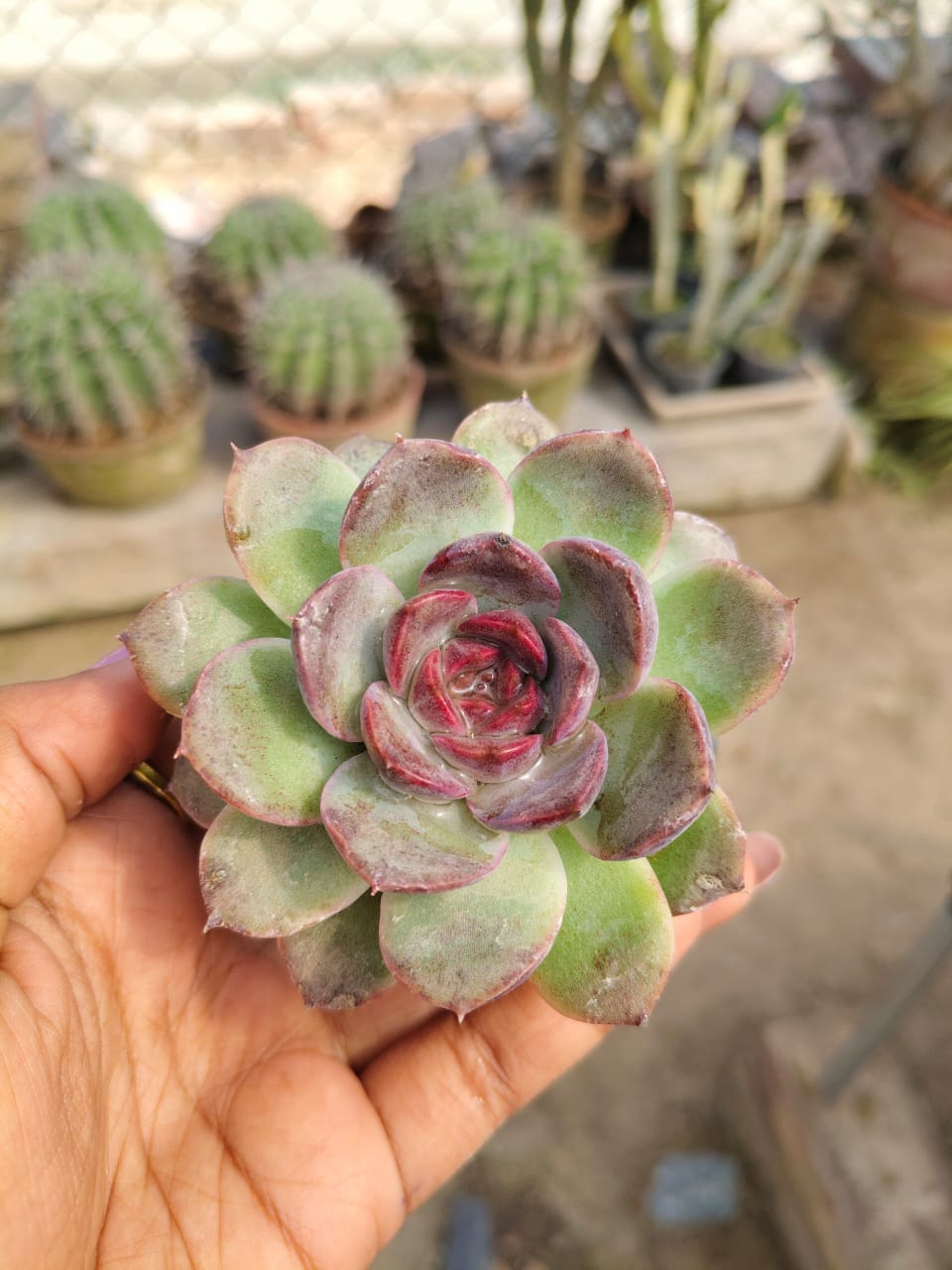 Echeveria agavoides