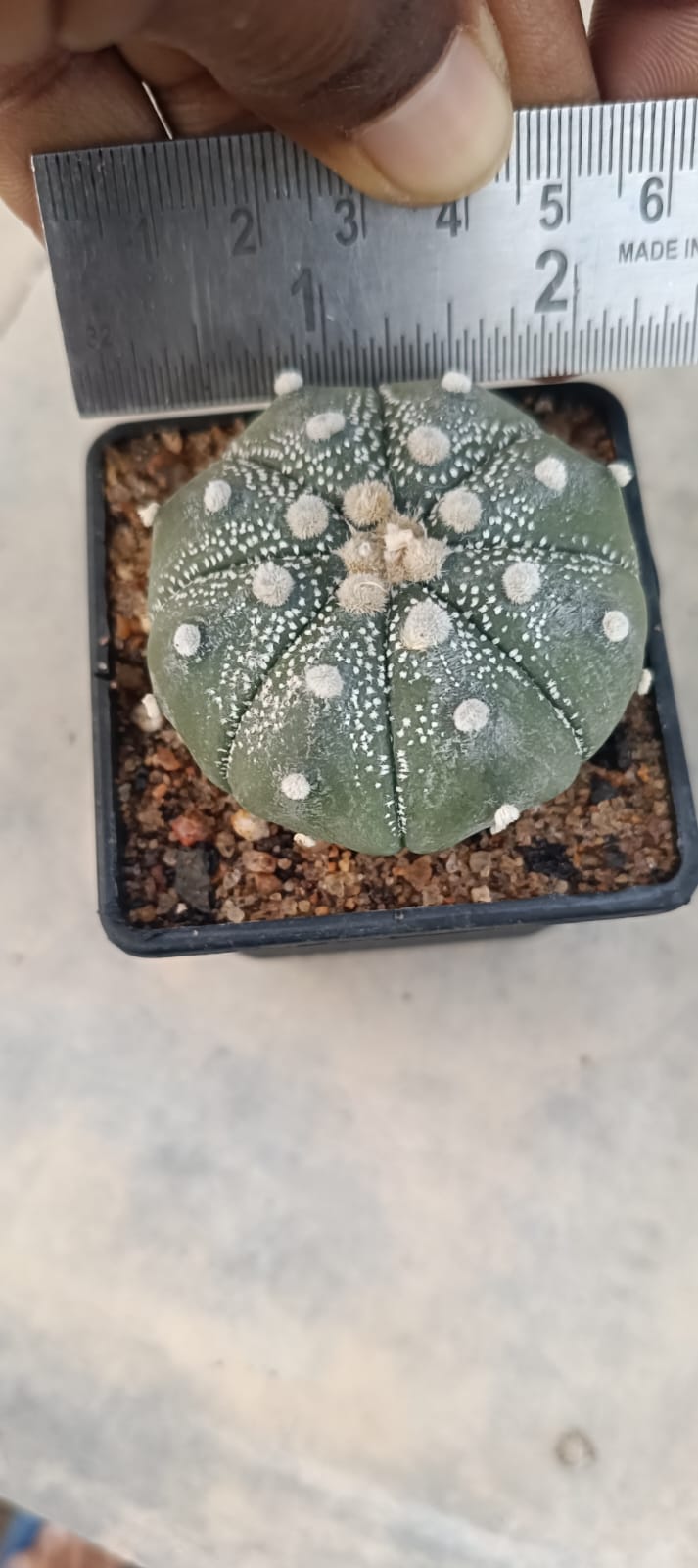 Astrophytum asteris