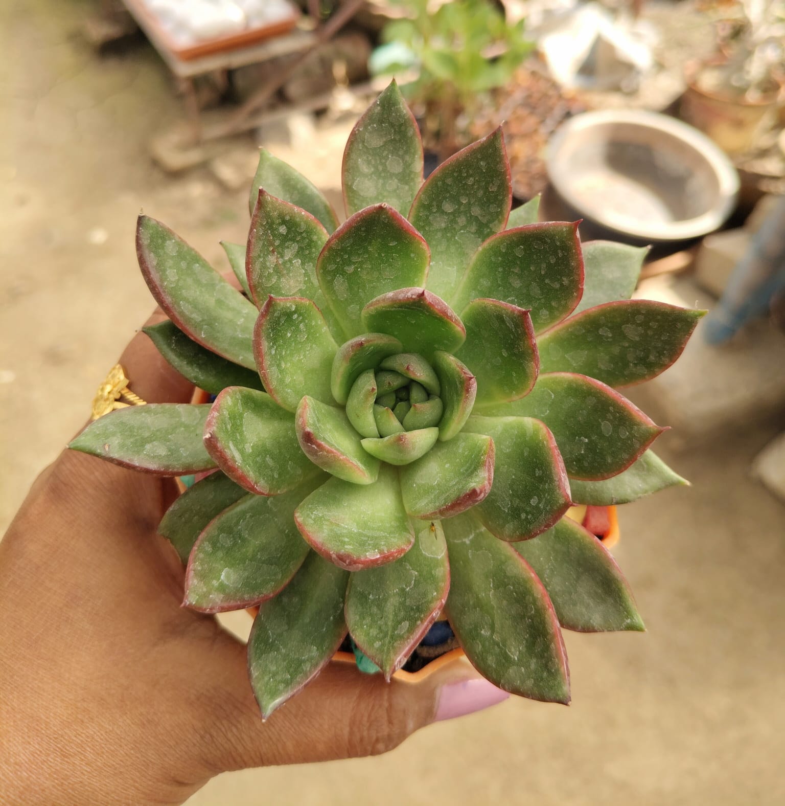 Echeveria agavoides