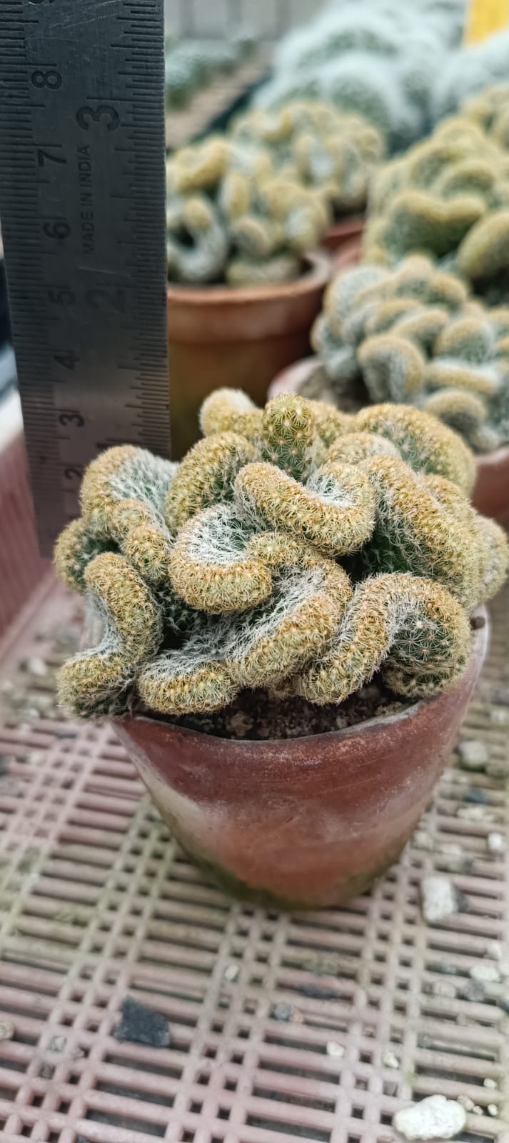 Mammillaria elongata cristata (Brain cactus)