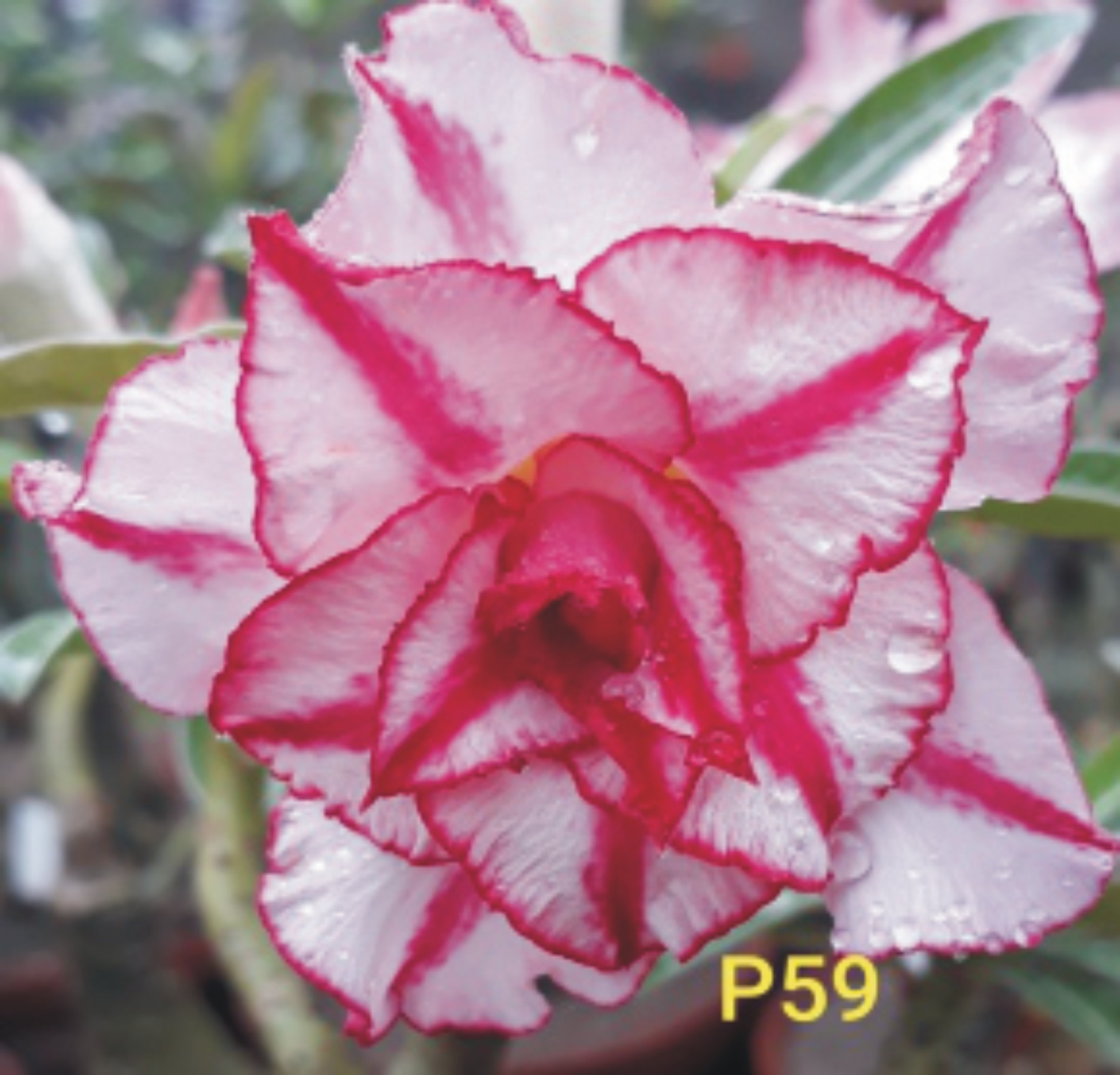 Adenium