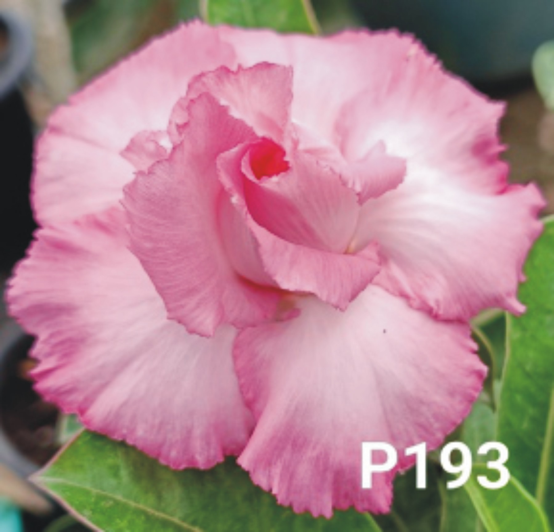 Adenium