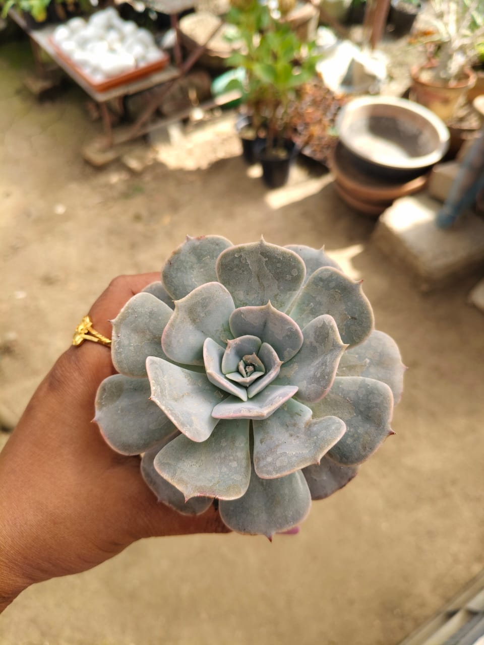 Echeveria lilacina