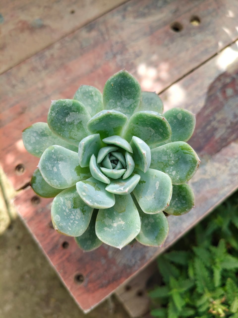 Echeveria elegans