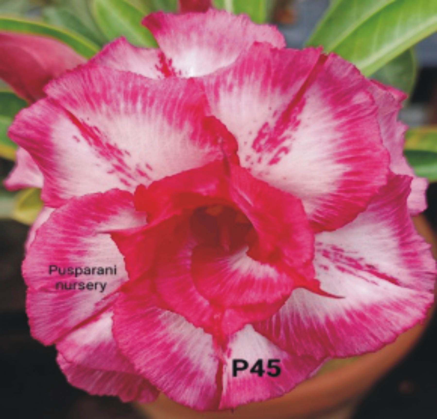 Adenium