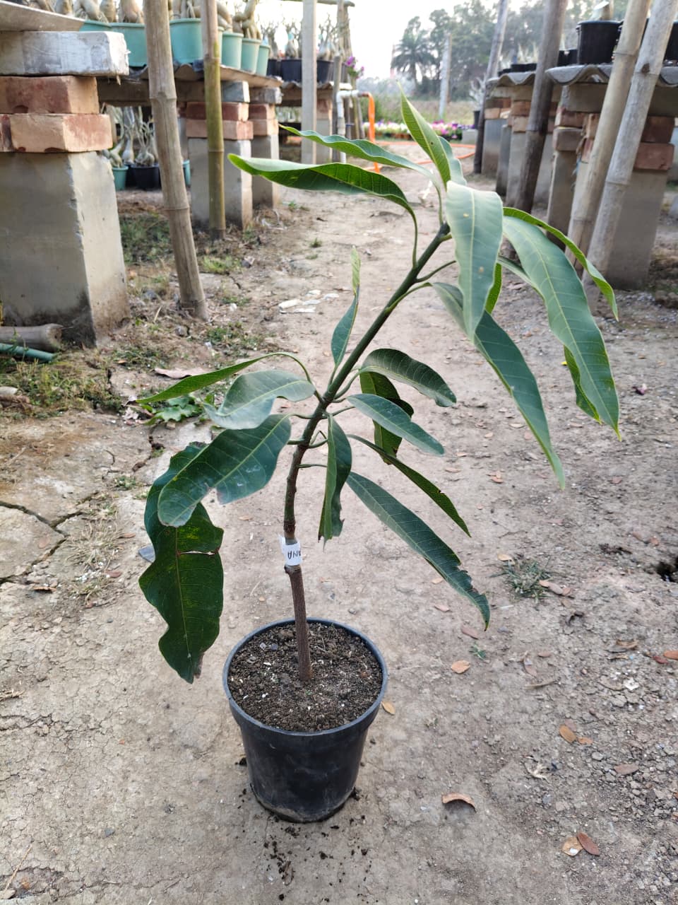 Banana mango (2-2.5 feet)