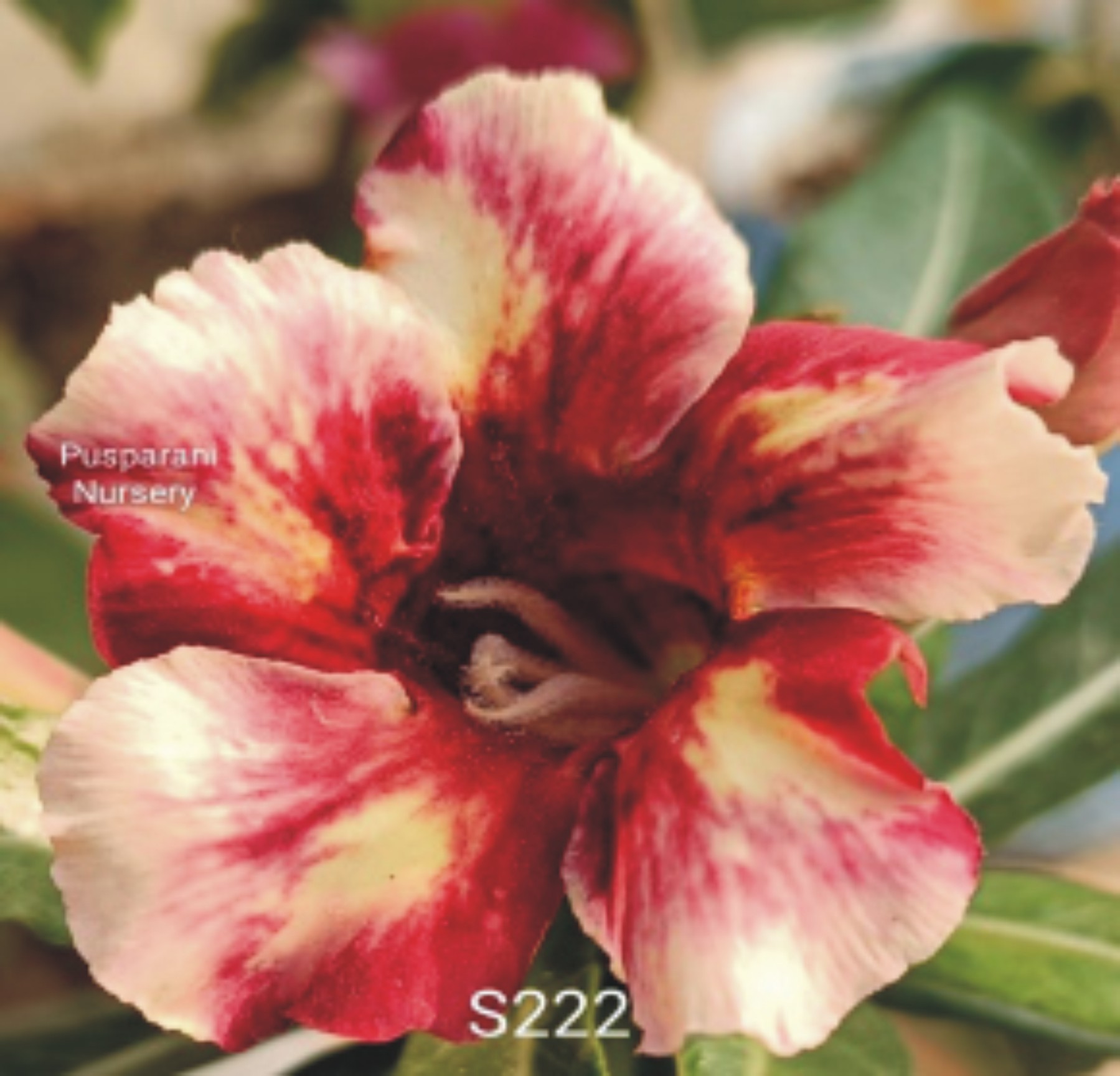 Adenium