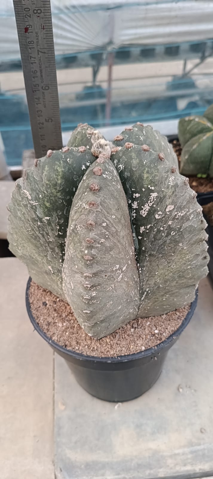 Astrophytum myriostigma nudum