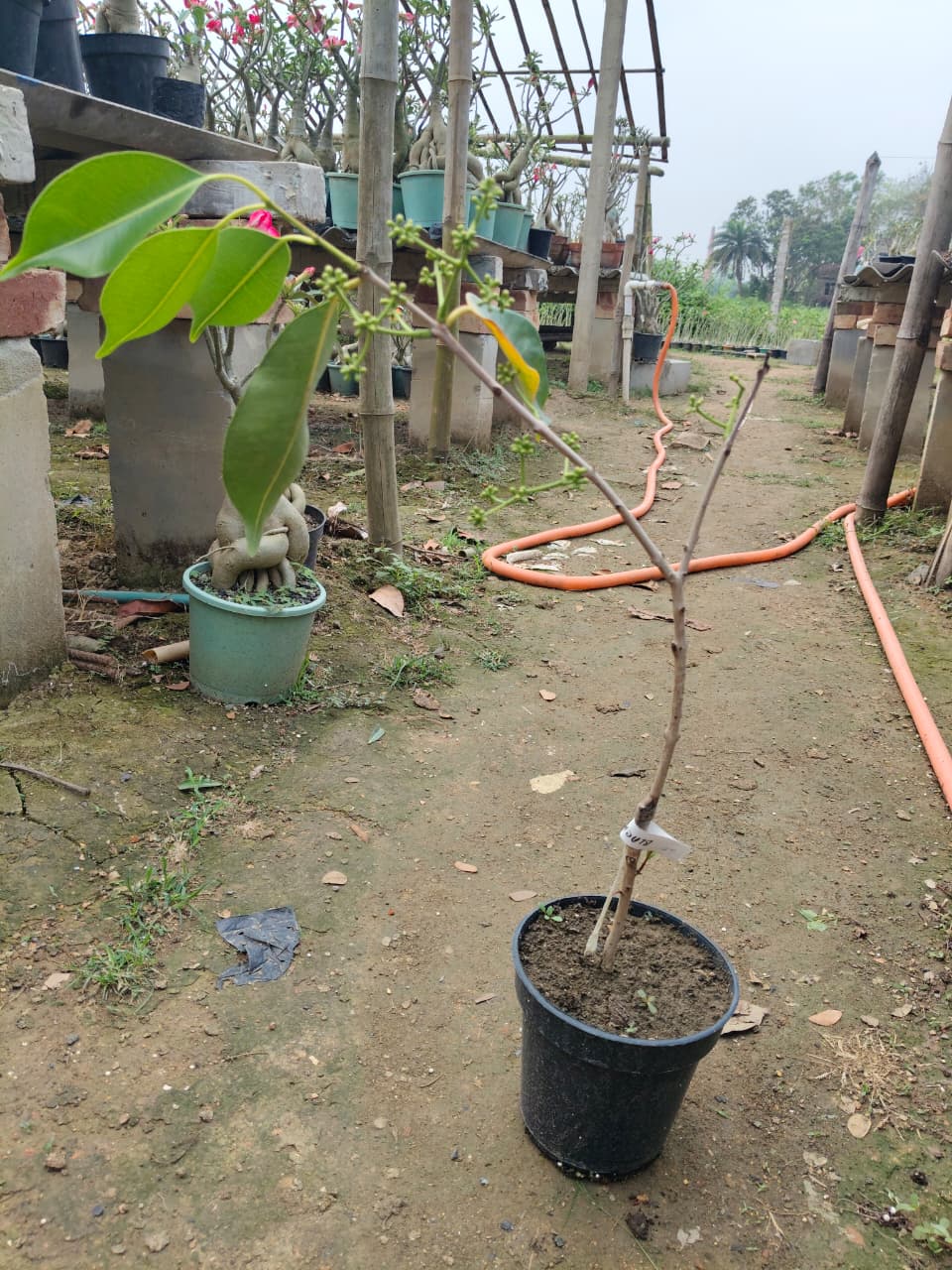 Hybrid Black Jamun (2-2.5 feet)