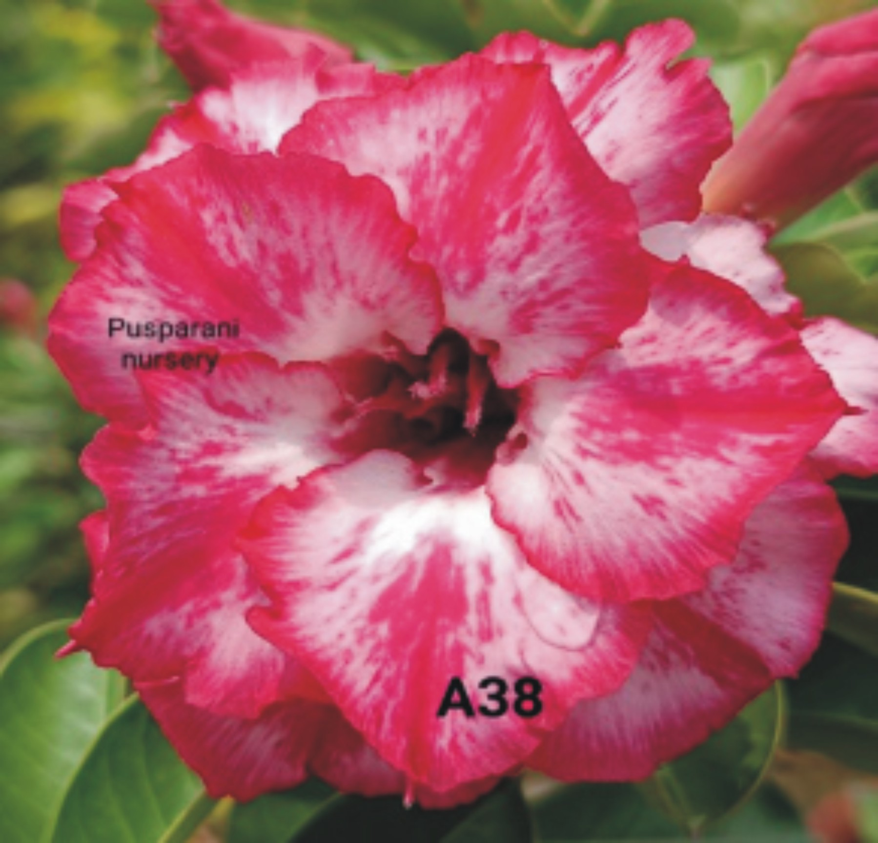 Adenium