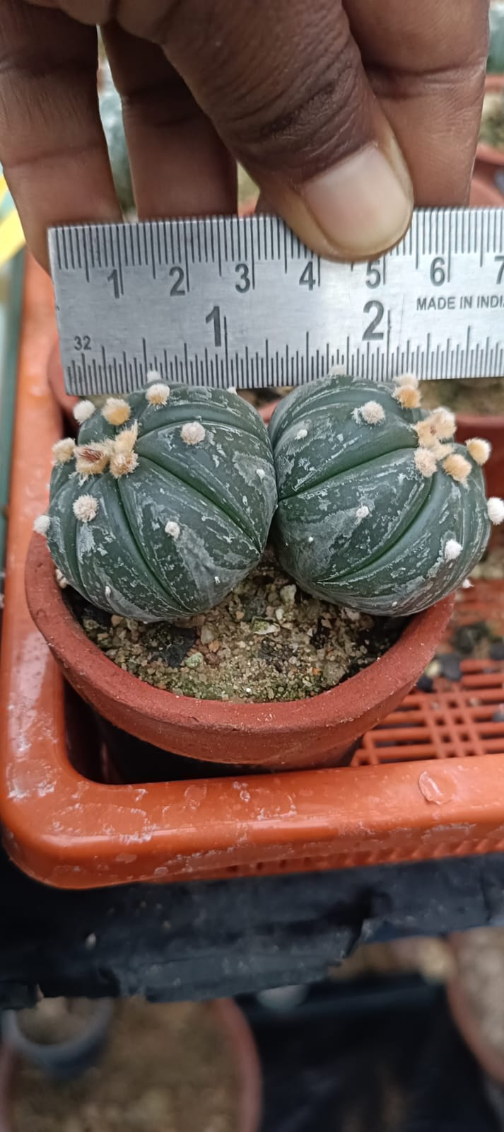 Astrophytum asteris double headed