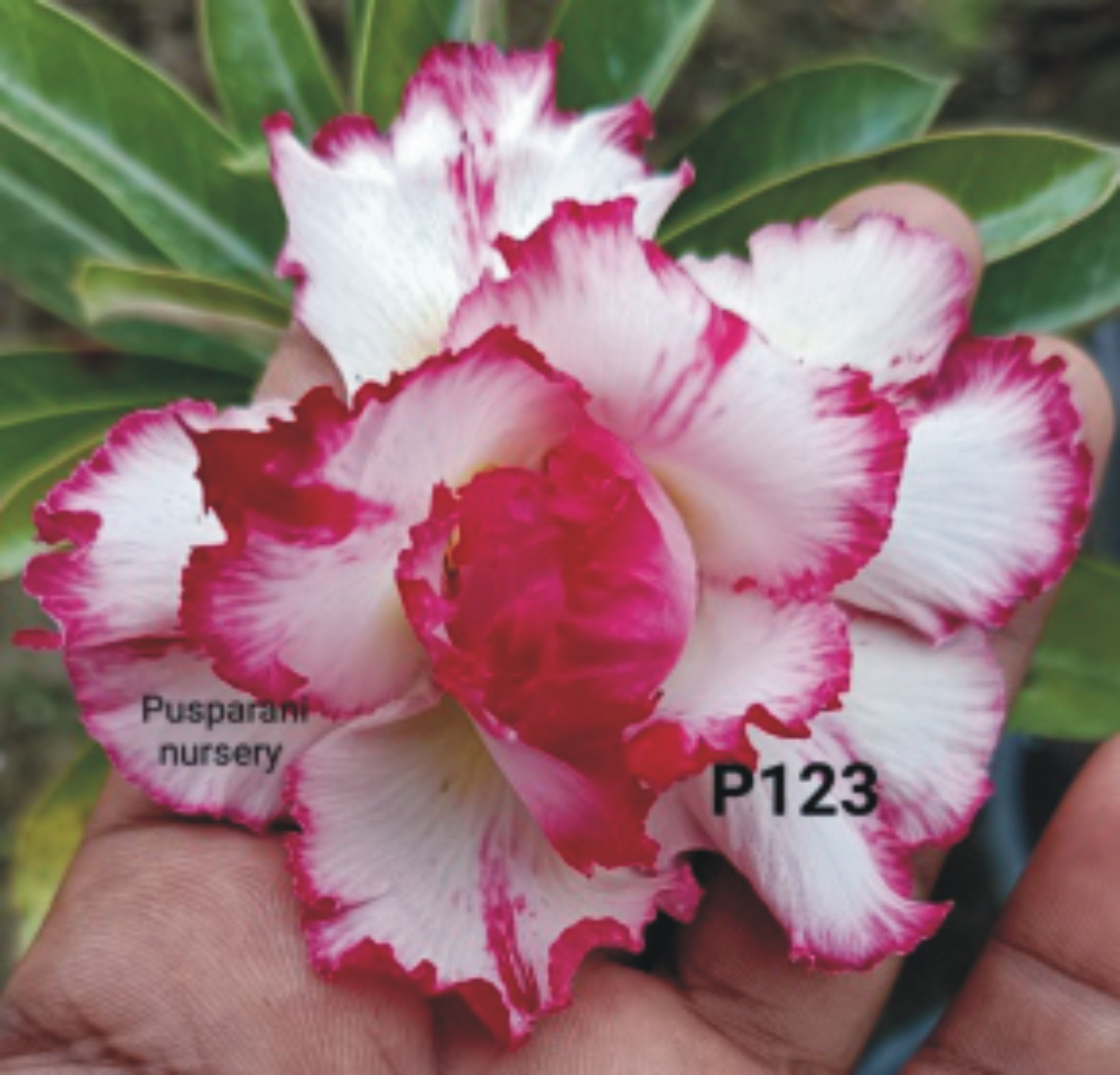 Adenium