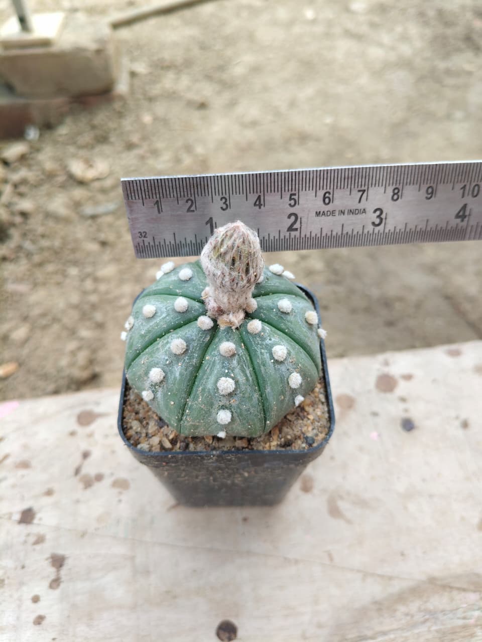 Astrophytum asteris