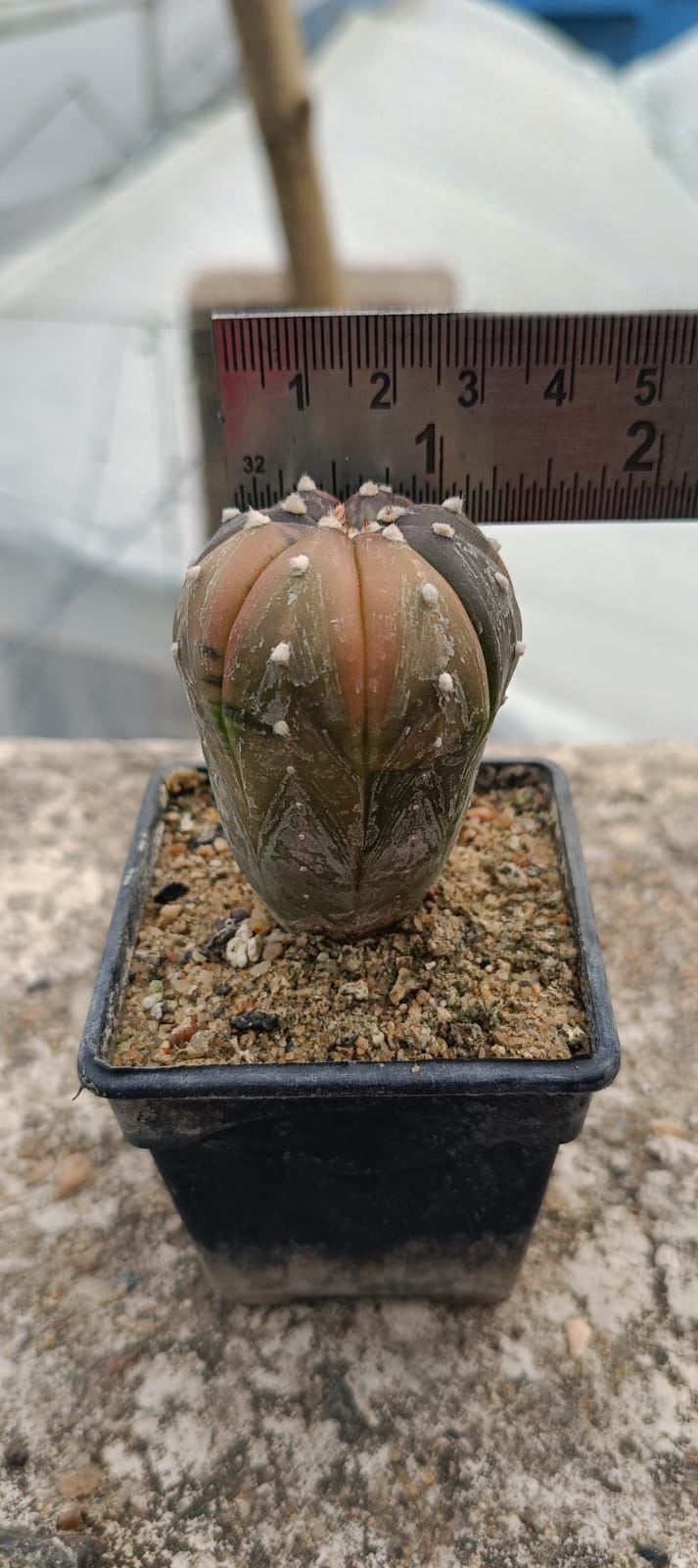 Astrophytum asteris variegated