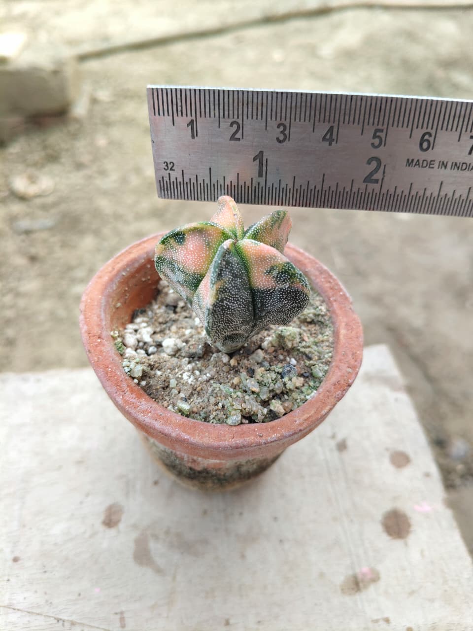 Astrophytum Myriostigma variegated