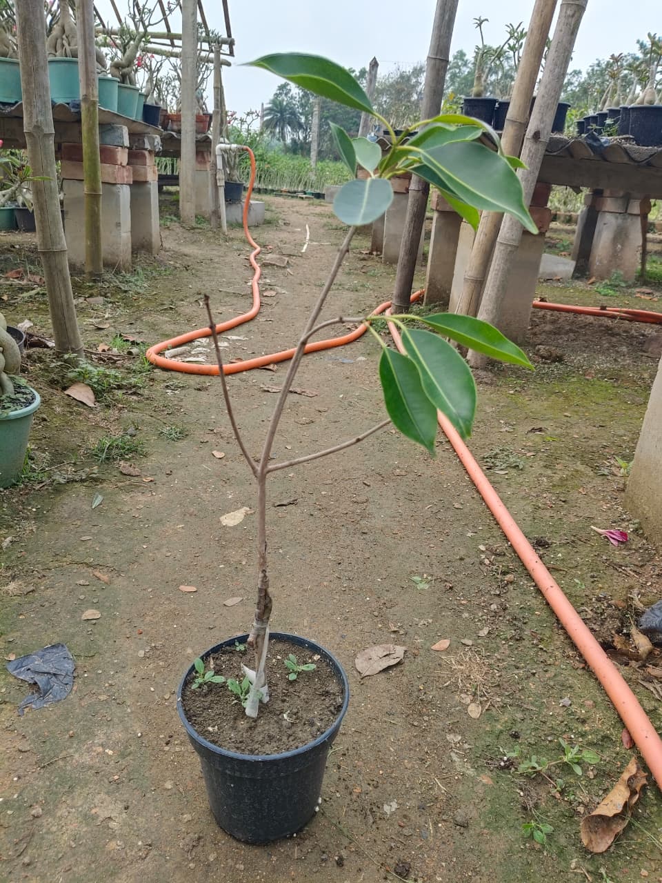 Hybrid Black Jamun (2-2.5 feet)