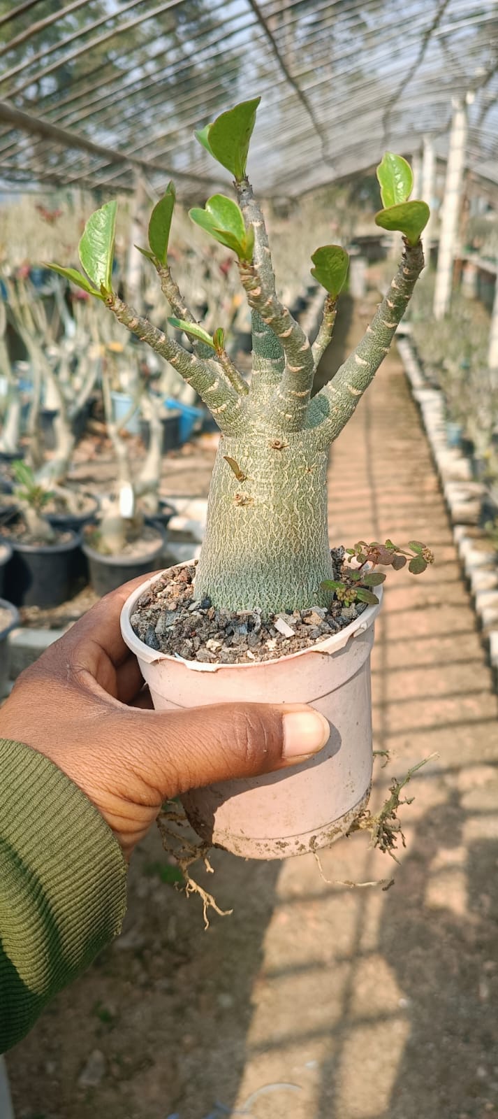 Adenium Arabicum