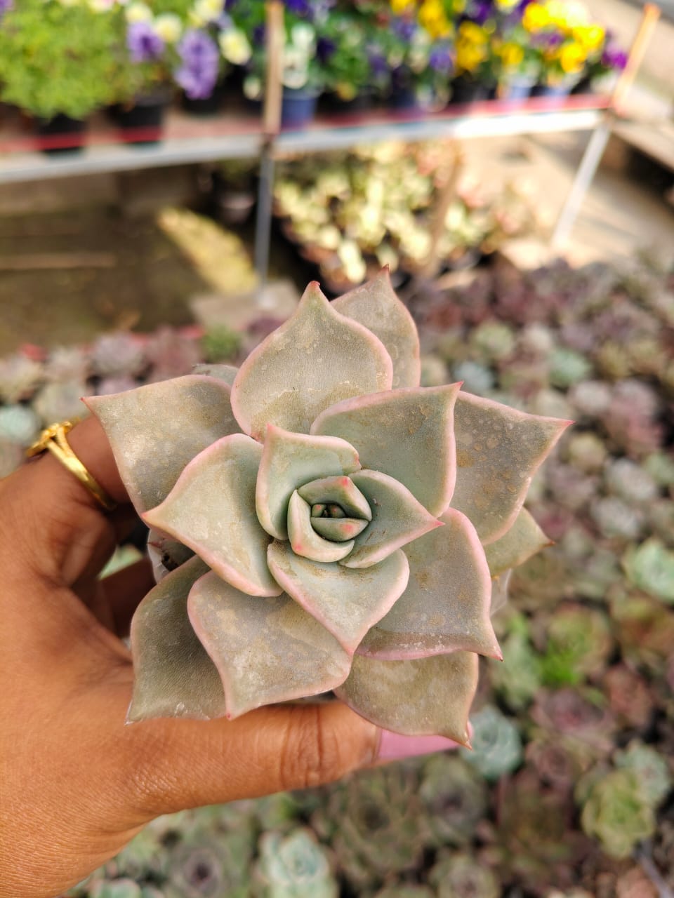Echeveria madiba
