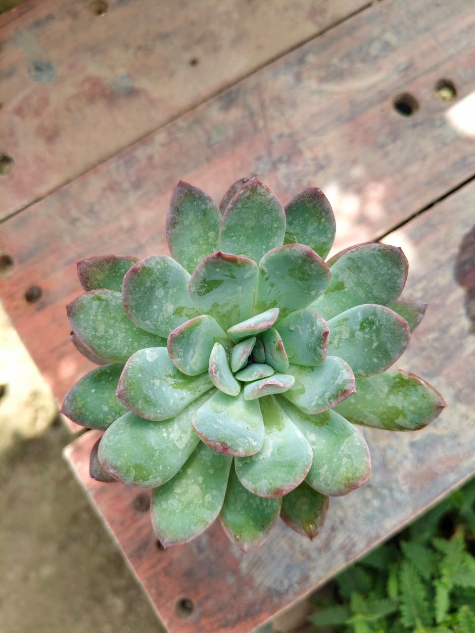 Echeveria elegans