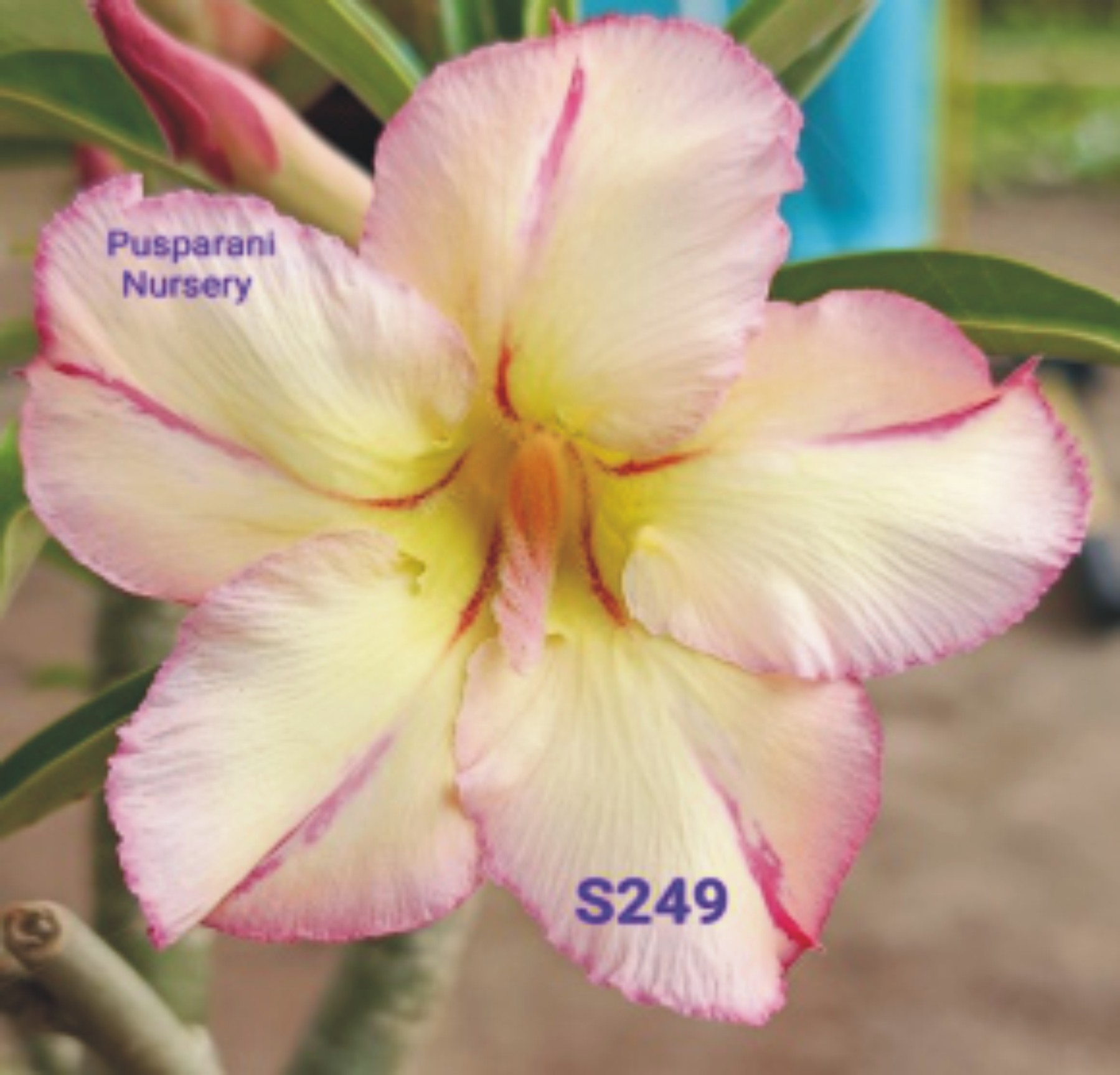 Adenium