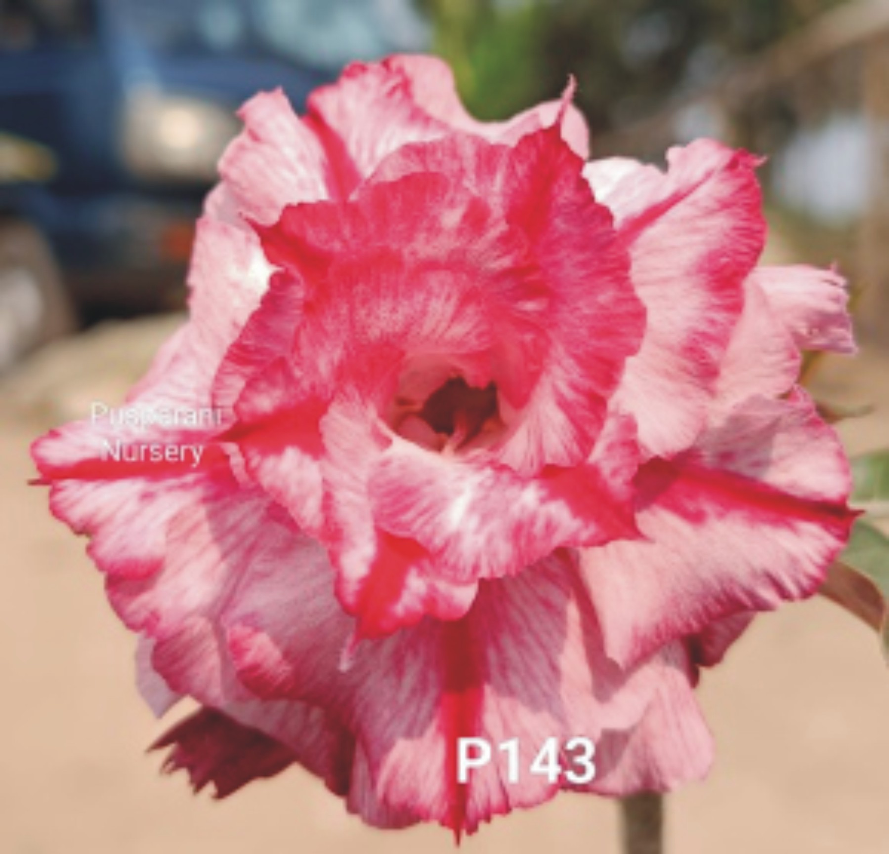 Adenium