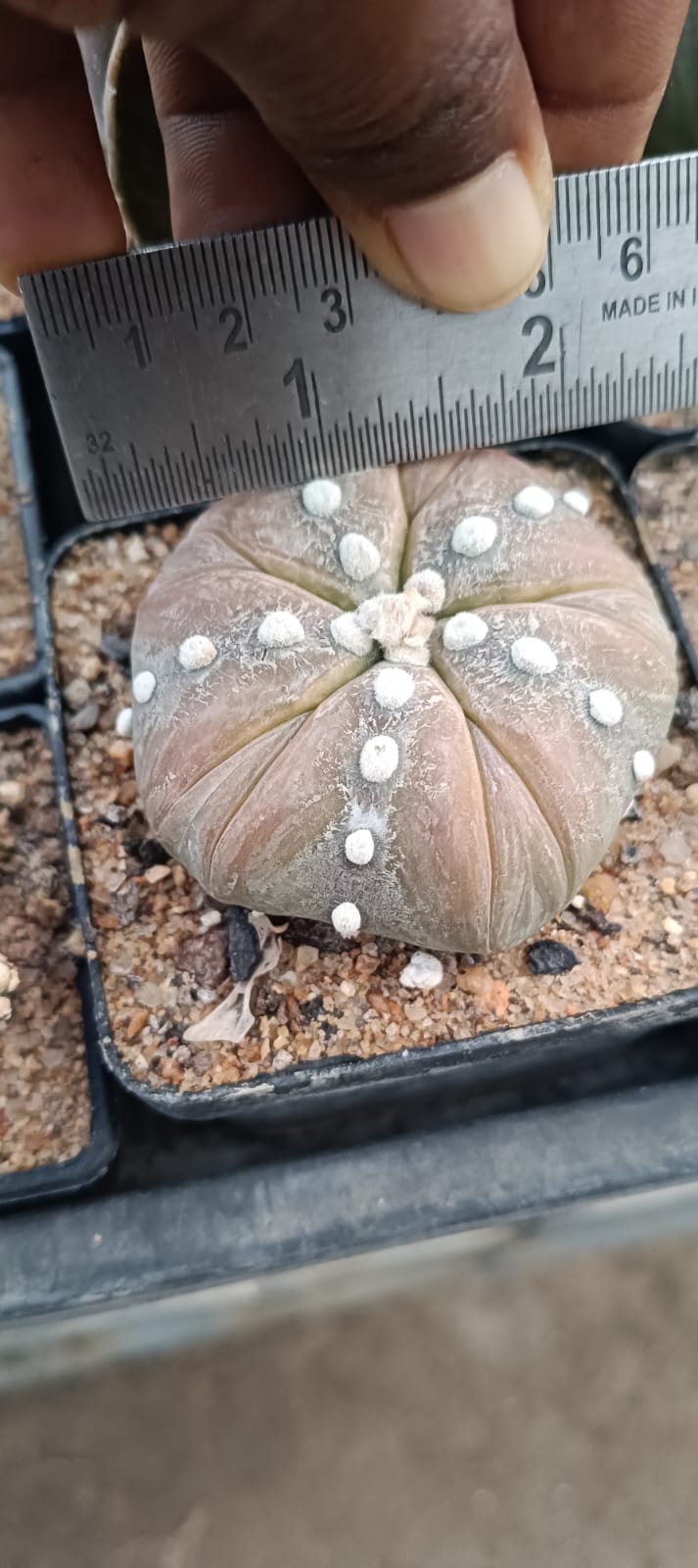 Astrophytum asteris fukuryu